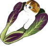 Kittens 10