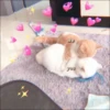 ⿴݃ KITTEN MOODs ⨾ 16