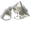 Kittens 13