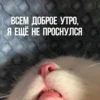Kittydogs 17