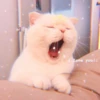 ⿴݃ KITTEN MOODs ⨾ 19