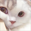 ⿴݃ KITTEN MOODs ⨾ 20
