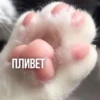 Kittydogs 19