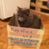 Коробка для тех, кто не слушается - глав админав