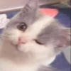 ⿴݃ KITTEN MOODs ⨾ 21