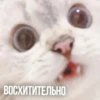 Kittydogs 21
