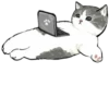 Kittens 19