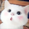 ⿴݃ KITTEN MOODs ⨾ 23