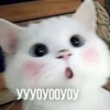Kittydogs 22