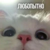 Kittydogs 24