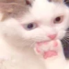 ⿴݃ KITTEN MOODs ⨾ 26