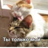 Стики из 29