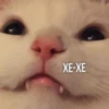 Kittydogs 28