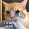 Kittydogs 30