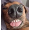 lindo perritos 5