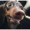 lindo perritos 6