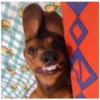 lindo perritos 7