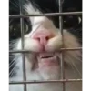 Gatinhos 6