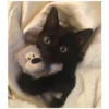 Gatinhos 7