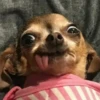 lindo perritos 8