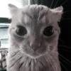 » 🤍 cats ! - @smstickerr 5