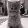 » 🤍 cats ! - @smstickerr 6