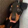 lindo perritos 9