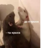 Крысик 🐀 ⬅ 9