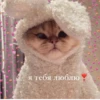 я тебя люблю