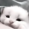 » 🤍 cats ! - @smstickerr 7