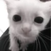 » 🤍 cats ! - @smstickerr 8