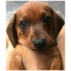 lindo perritos 10