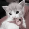 » 🤍 cats ! - @smstickerr 9