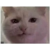 Gatinhos 9