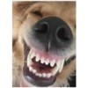 lindo perritos 11