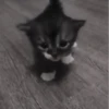 » 🤍 cats ! - @smstickerr 10