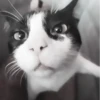 » 🤍 cats ! - @smstickerr 11