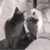 » 🤍 cats ! - @smstickerr 12