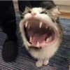 Gatinhos 11
