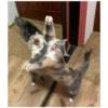 Gatinhos 12