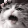 » 🤍 cats ! - @smstickerr 13