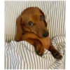 lindo perritos 16