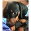 lindo perritos 17