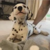 lindo perritos 18
