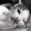 » 🤍 cats ! - @smstickerr 14