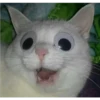 Gatinhos 14