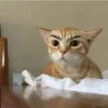Gatinhos 16