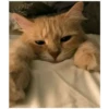 Gatinhos 17