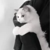 » 🤍 cats ! - @smstickerr 15