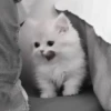 » 🤍 cats ! - @smstickerr 16